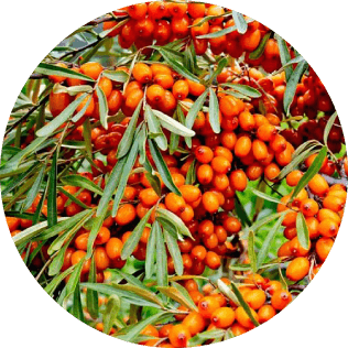 Sea Buckthorn