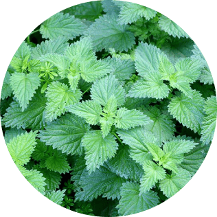 Stinging Nettles