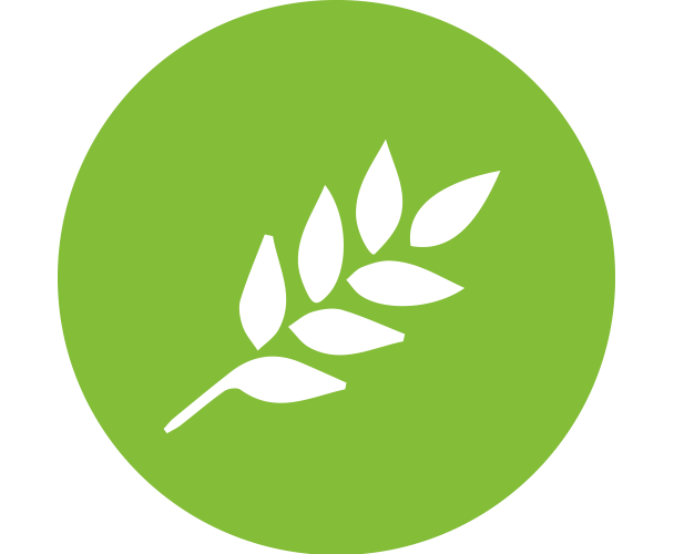 Oats hold the distinction of the first food with FDA approved specific health claim “Soluble fiber from oats, as part of a low saturated fat, low cholesterol diet, may reduce the risk of heart disease.”